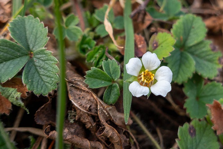 Lesser celandine and barren strawberry © Felicity Martin