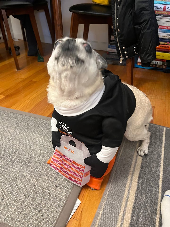 Bizzy the pug, reluctantly dressed in Dunkin' gear for Halloween.