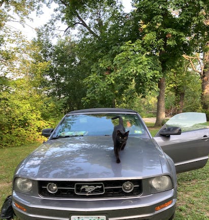 Black cat tries to fix Mustang