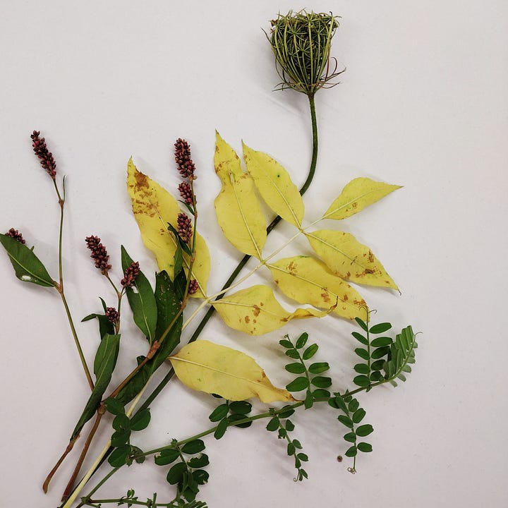 3 groups of foraged finds, leaves, seedbeds and stems.