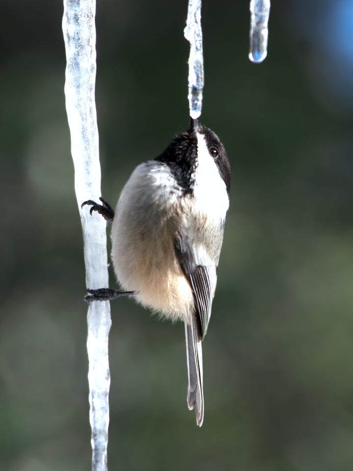 A gallery of two images features Black-capped Chickadees perching on icicles, one drinking from the tip.