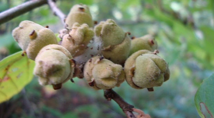 Yellow straplike petals of Virginian witch hazel and ripening seed capsules