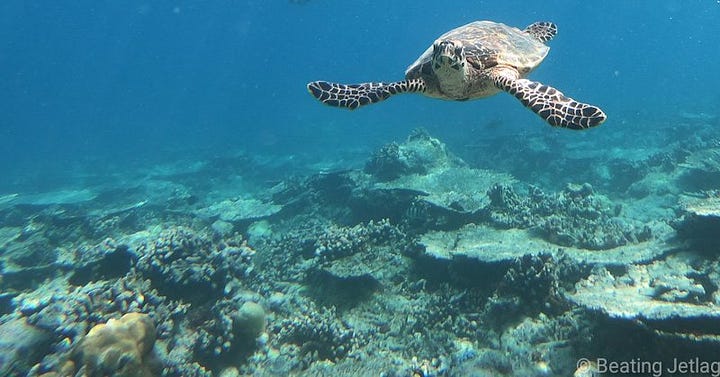 Sandbank and Sea Turtles excursions near Maafushi, Maldives