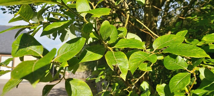 1. Willows growing on a banking above a rough stone wall. 2. Close up of willow leaves. 3. Looking up through willow branches and leaves at blue sky above. 4. close up of flaky whitish-grey brown willow bark.