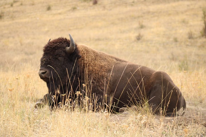 Bison and mule deer doe at the CSKT Bison Range.