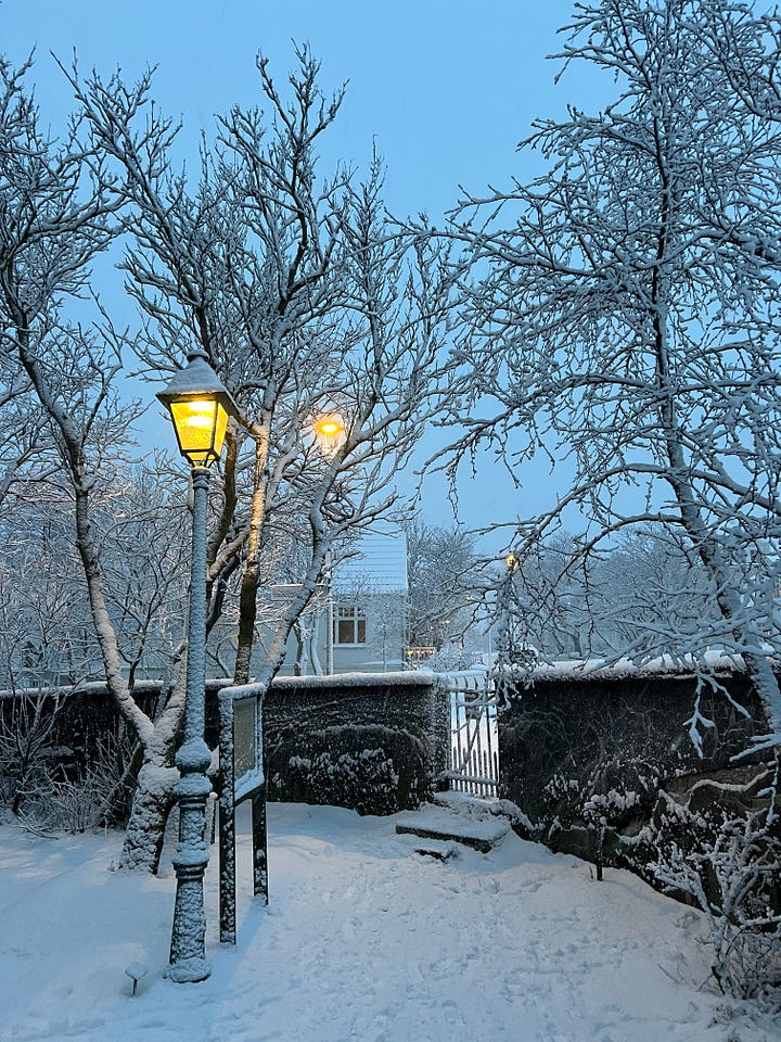 Trees decked out in snow 