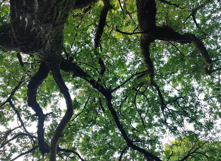 Nature connection with Oak trees