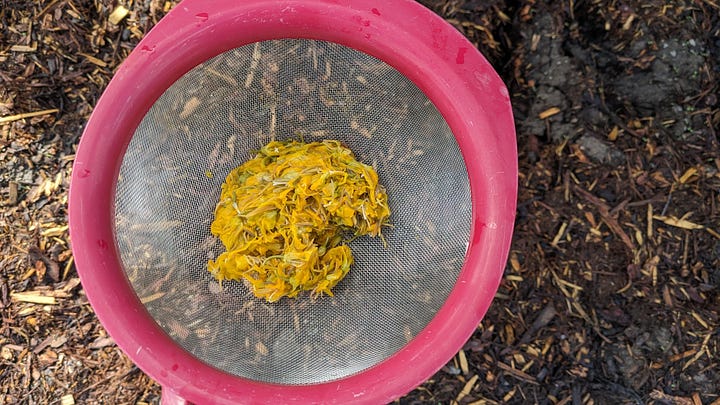 three photos of glacier lilies in a pot, then steeped as tea