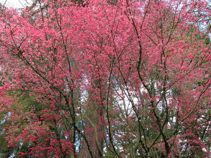 Several shots of the Deshojo Japanese maple crimson colored foliage with dark wiry branches and trunk layered over the green of the rest of the garden.