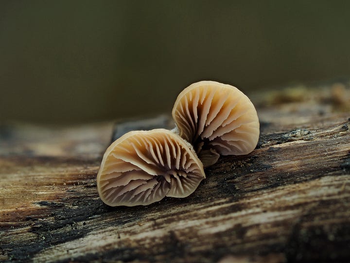 mushrooms on wood