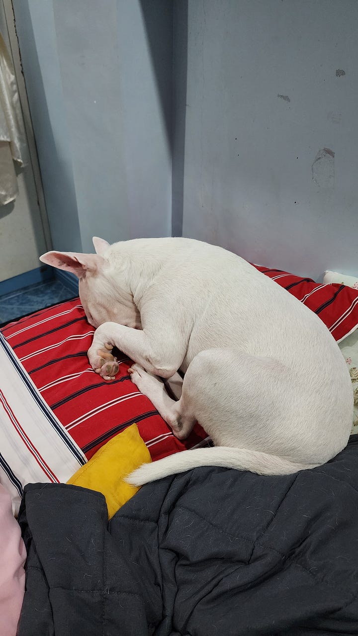 Photos of Dakila who's a white Mini Bull Terrier