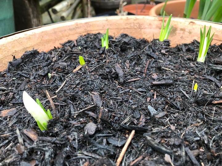 Image on the left of tall green leafy shoots in a pot of compost and on the right there's a close up image of compost with small green and one white crocus flower poking their heads out.