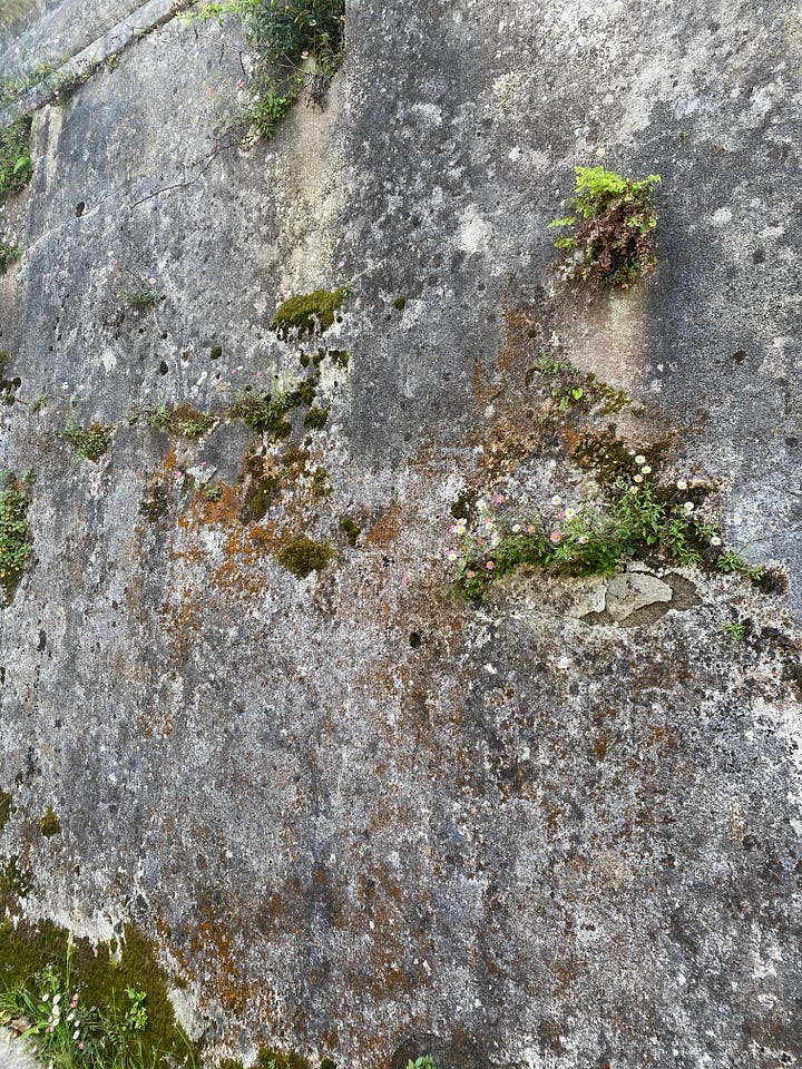 two photos of white and pink/purple wildflowers growing out of crevices in a wall along a street in San Sebastian, Spain.