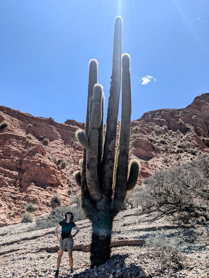 Absolutely freaking huge cacti