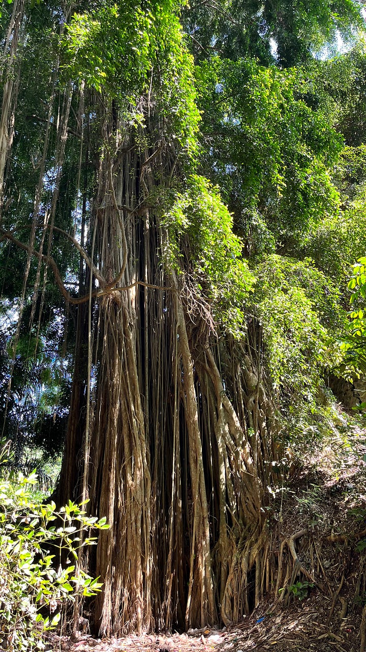 A waringin tree and a dangling heliconia