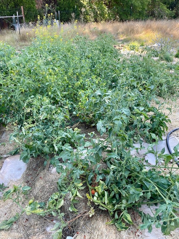 Left photo shoes tomato vines growing along the ground with leaves and tomatoes. Right photos shows same vines stripped of leaves and tomatoes.