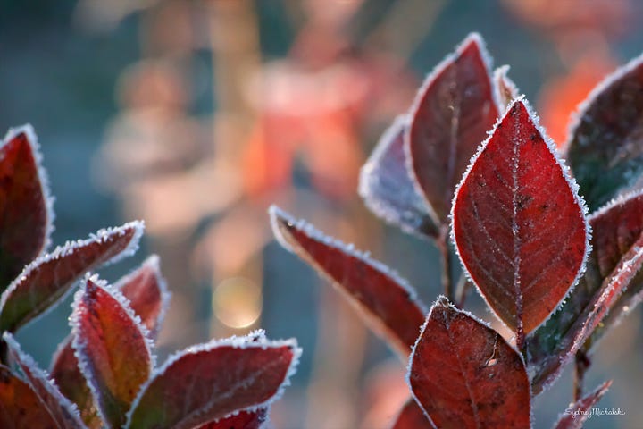 A pair of images of highbush blueberry leaves in autumn red with light frost.