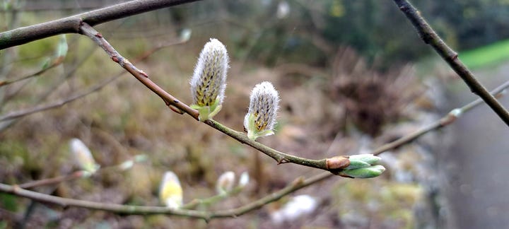 Two close-up images of willow catkins, the first showing the fluffy immature catkins, the second after they have opened.