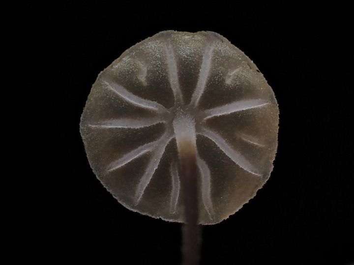 Gloiocephela sp.