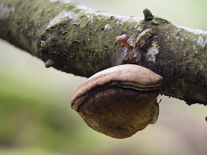 Birch Polypore mushroom growing from a branch