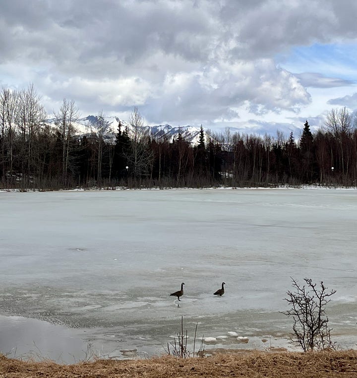 one image of a frozen pond a week ago with two geese awkwardly standing on the surface; second photo a week later, of a sunny day with completely open water on the same pond