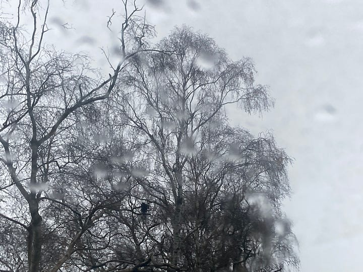 Black branches against a white sky blurred by rain on a window