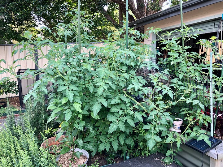 A close up of cherry tomatoes and a photo of the whole bush