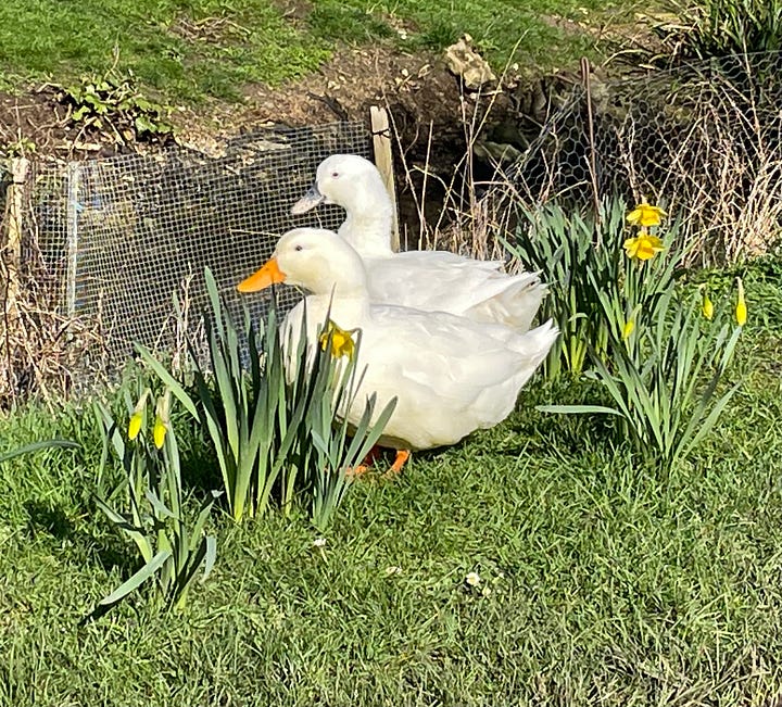 ducks by daffodils; a blossom sapling against trees