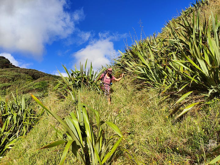 Beach, cliff and hiking scenes from the Hillary Trail, Waitākere Ranges