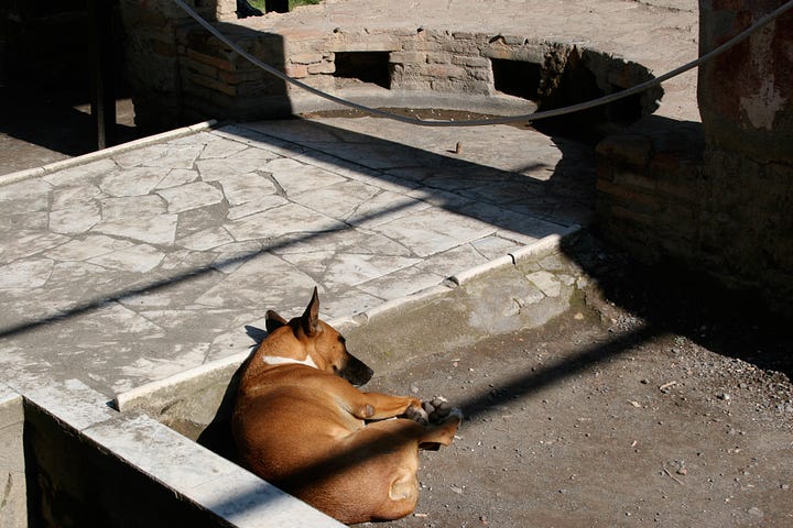 images of stray dogs in Pompeii