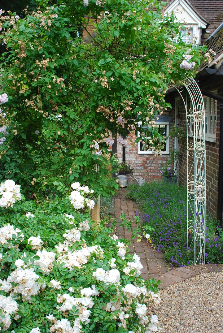 The rose-festooned front walk to Rose Cottage includes lavender, lilies, phlox, penstemon, and many other plants