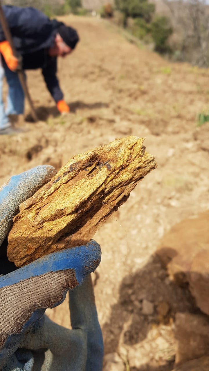 planting our Sardinian vineyard