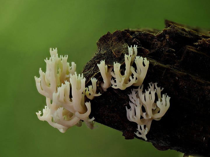 white crown tipped coral fungus on wood