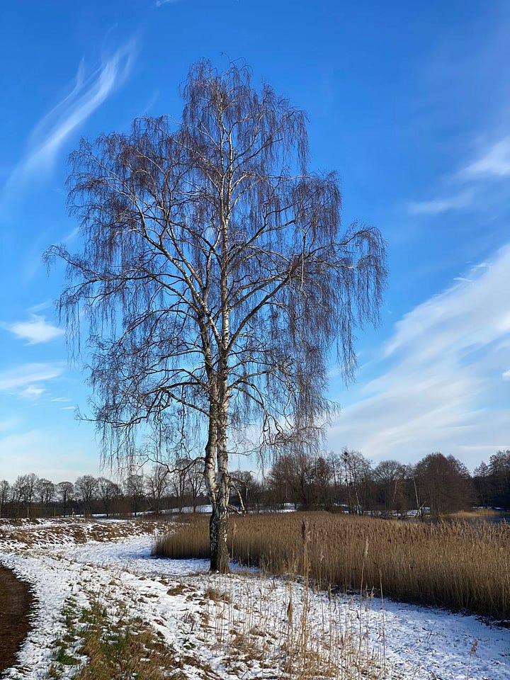 photos of the birch tree by Lake Groรer Schlagenthin See in Nature Park Mรคrkische Schweiz