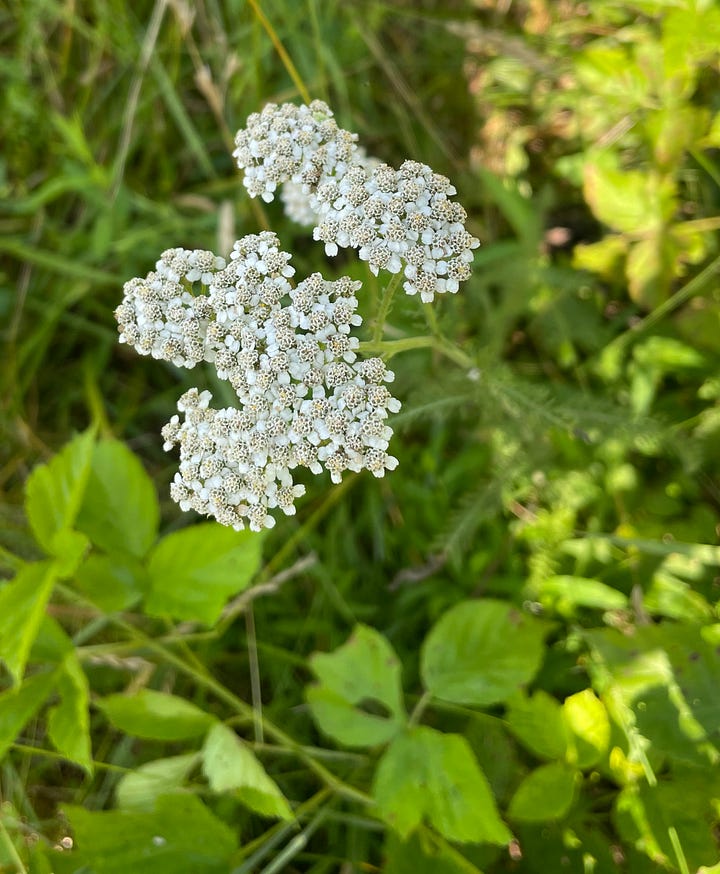 Flowers and leaves of wild yarrow in drought conditions 