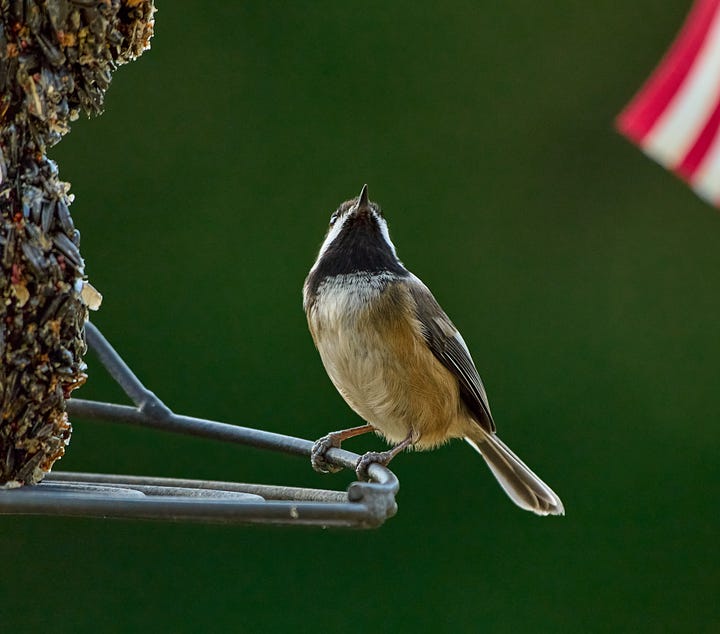 Chickadees in various cute poses.