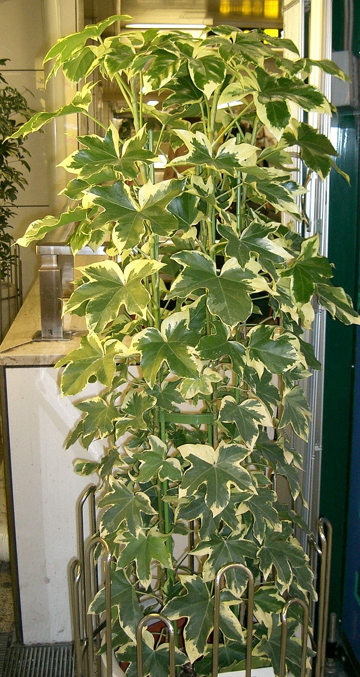 'Angyo Star' and a non-specified × Fatshedera cultivar, note the blend of Fatsia and ivy traits, w.wiki/CQpZ, w.wiki/CQpc