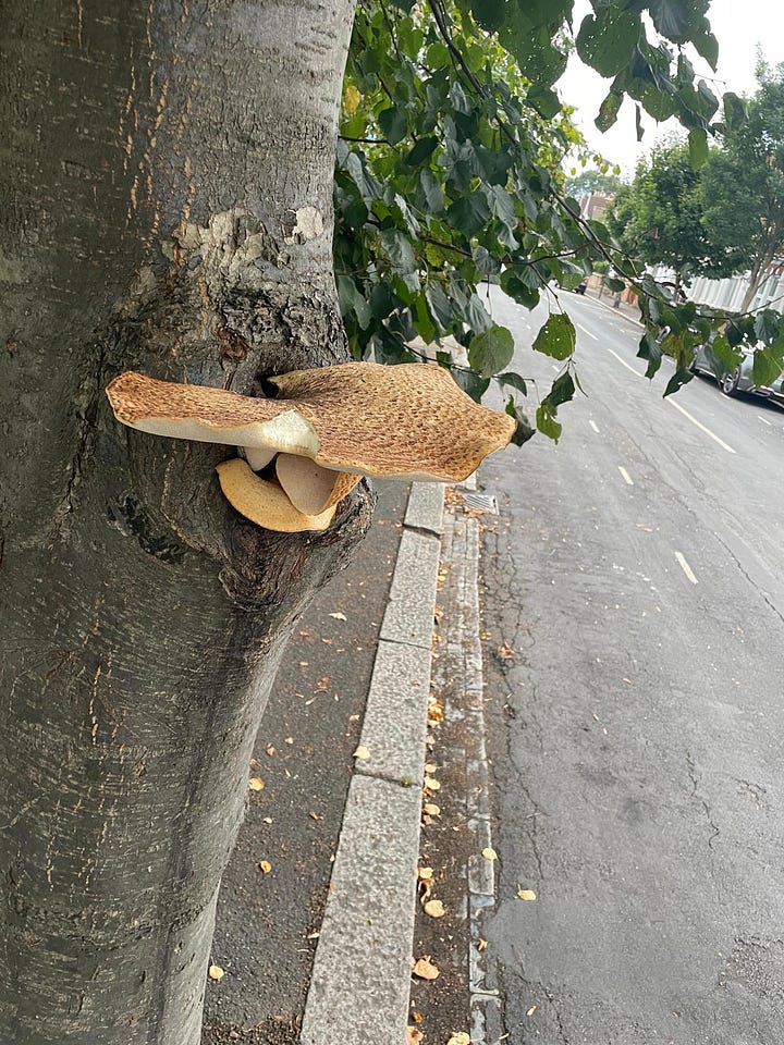 photos of wild mushrooms growing in and nearby the Leyton Boundary Garden: White Dapperling and Dryad's Saddle