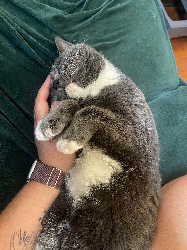 A calico cat wrapped in a blanket is next to a picture of a gray and white cat curled around a woman's hand. 