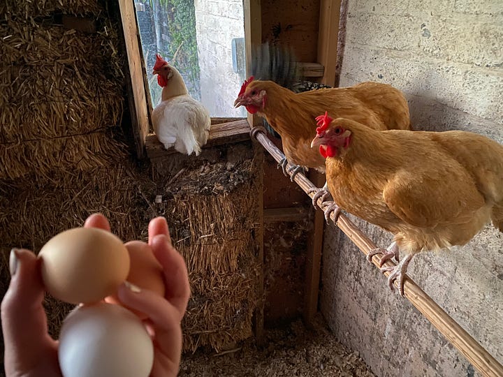 Four images: purple mountains with a tinge of sunset color below a blue sky, a tabby cat voguing on top of a fence post, four chickens in a coop and three eggs in a hand, and a real good kitty on top of an awning like a tiny god with clouds behind her