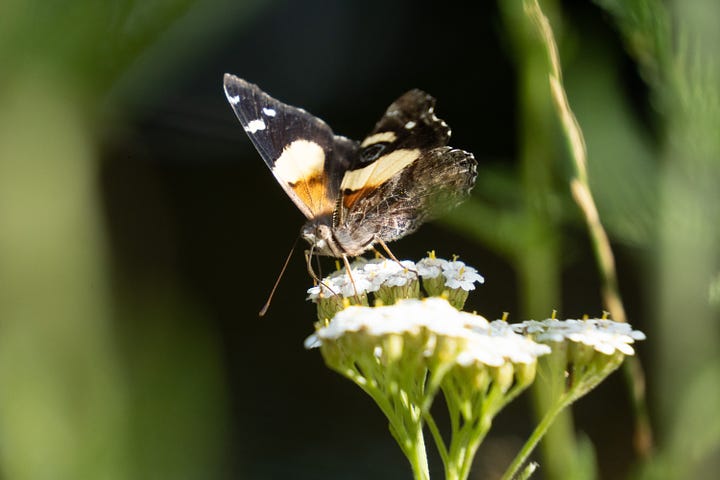 Four of our native butterflies in Aotearoa New Zealand