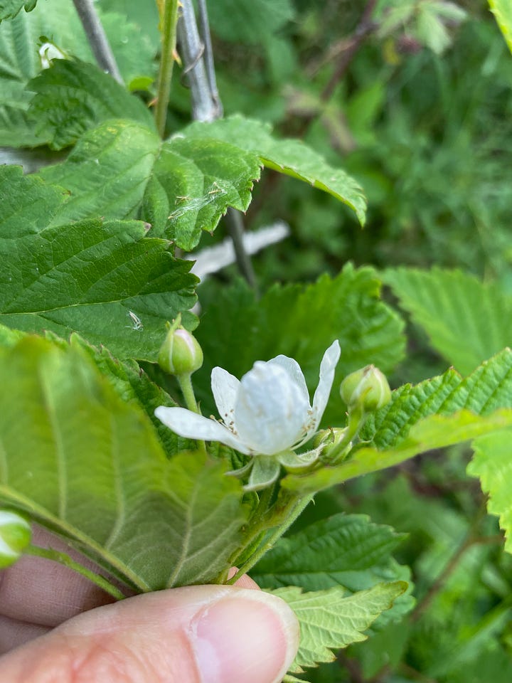 Top and side views of blackberry blooms 