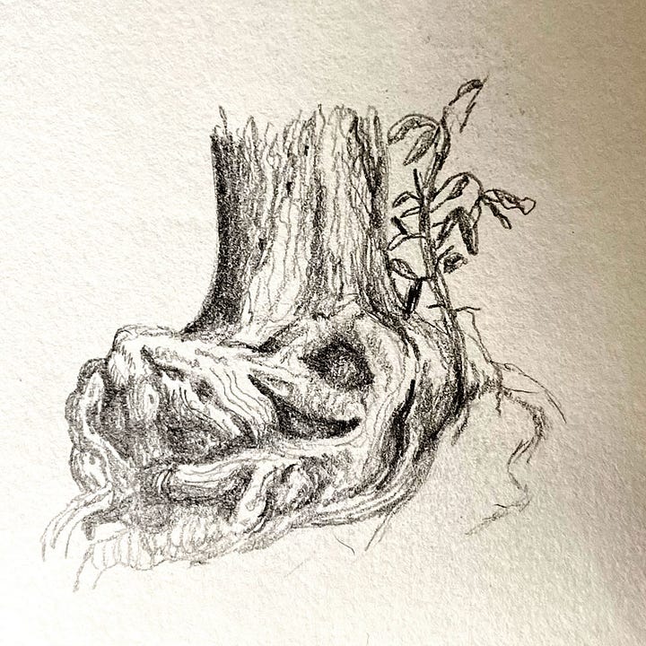 graphite sketches of tree roots