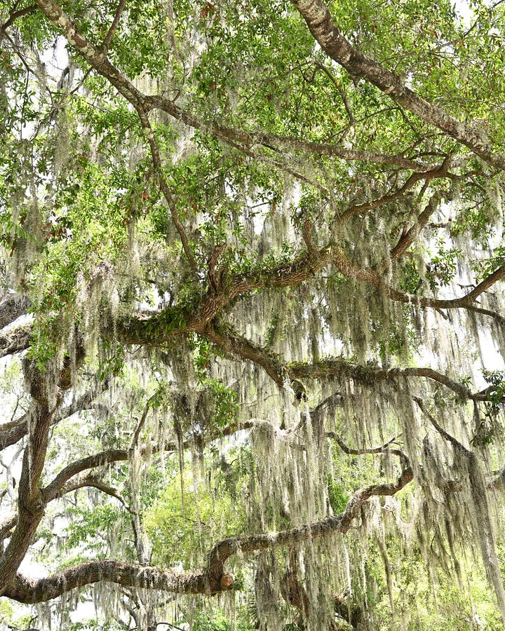 savannah's signature spanish moss + late air happy hour by danielle g. adams