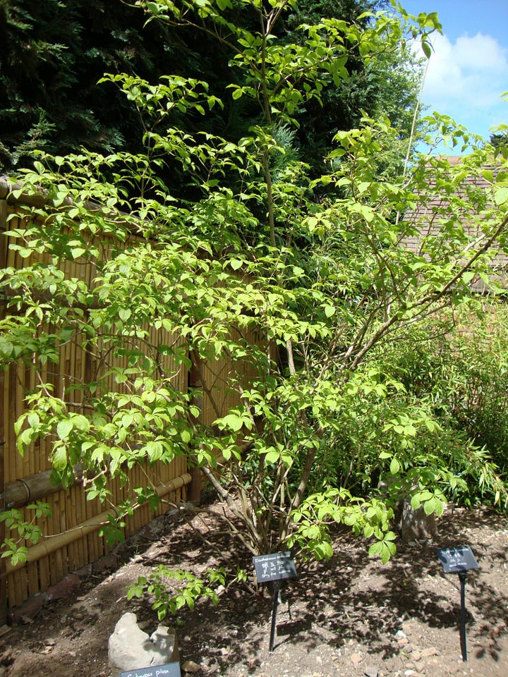 Shrubby growth of Siberian ginseng in leaf in two gardens