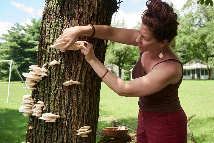 two images side by side. In the left image Melina is wearing red and is pulling chicken of the woods mushrooms off of a tree trunk. In the right image she is wearing an apron and plating some beautiful scallops on plates with a bright orange sauce