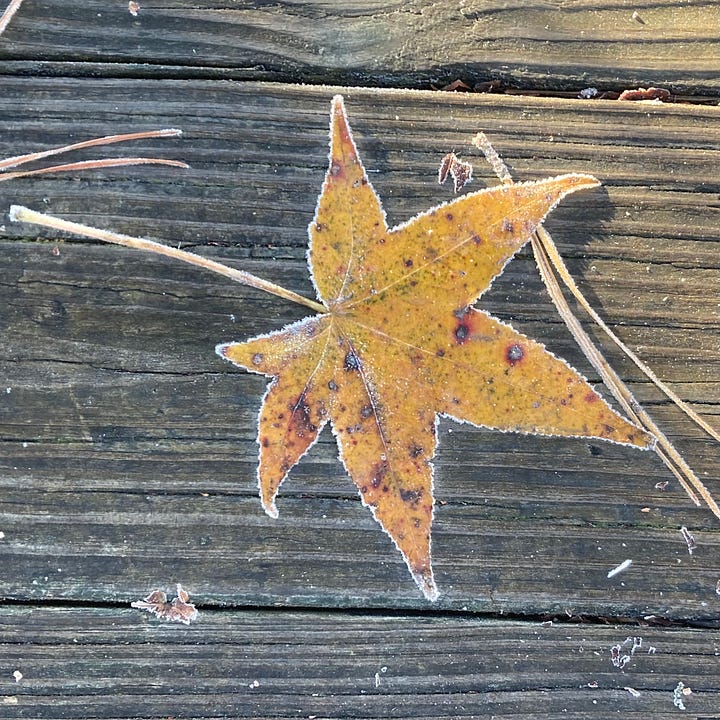 a brown thrasher painted on a concrete sewer outcrop, and a frost-tinged leaf on a weathered board walk.