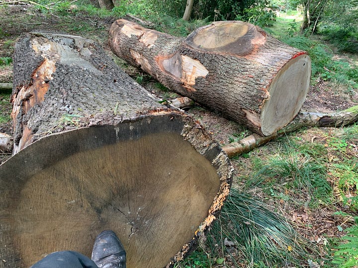 The logs are in their final place and ready to be milled.