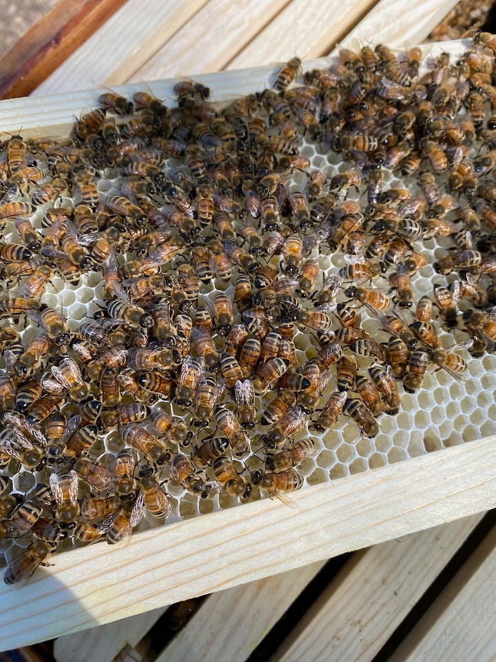 Bees on frames and in hives.