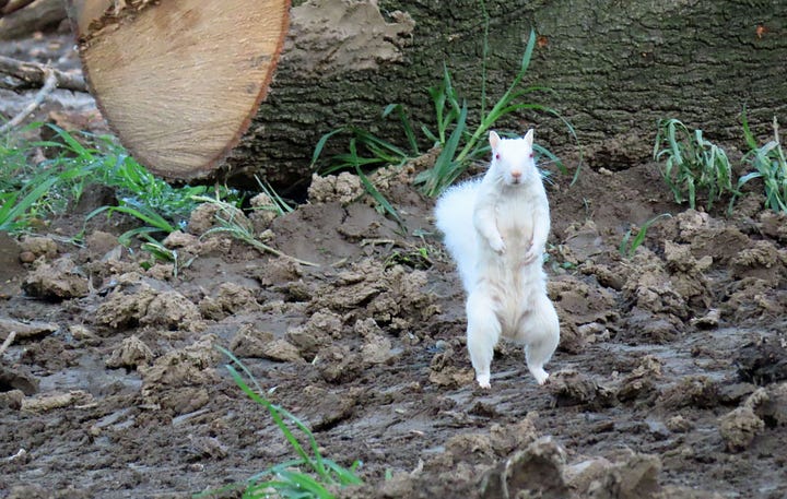 white squirrel on digger; white squirrel in front of cut-down tree 